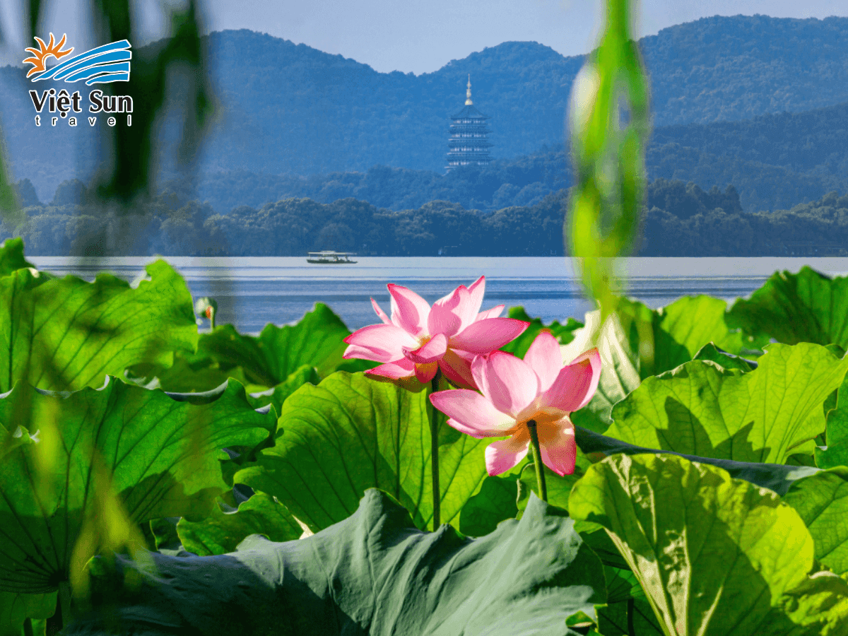 Hồ sen Tây Hồ nở rộ giữa mùa hè, vẻ đẹp thuần khiết níu chân du khách.png