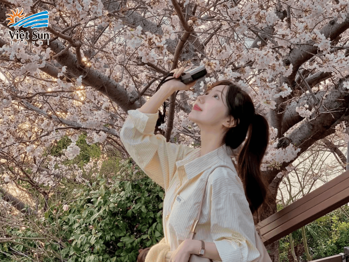 Hoa anh đào Busan bung nở rực rỡ vào mùa xuân