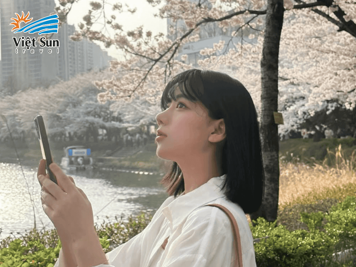 Hoa anh đào khoe sắc ven suối Cheonggyecheon vào mùa xuân