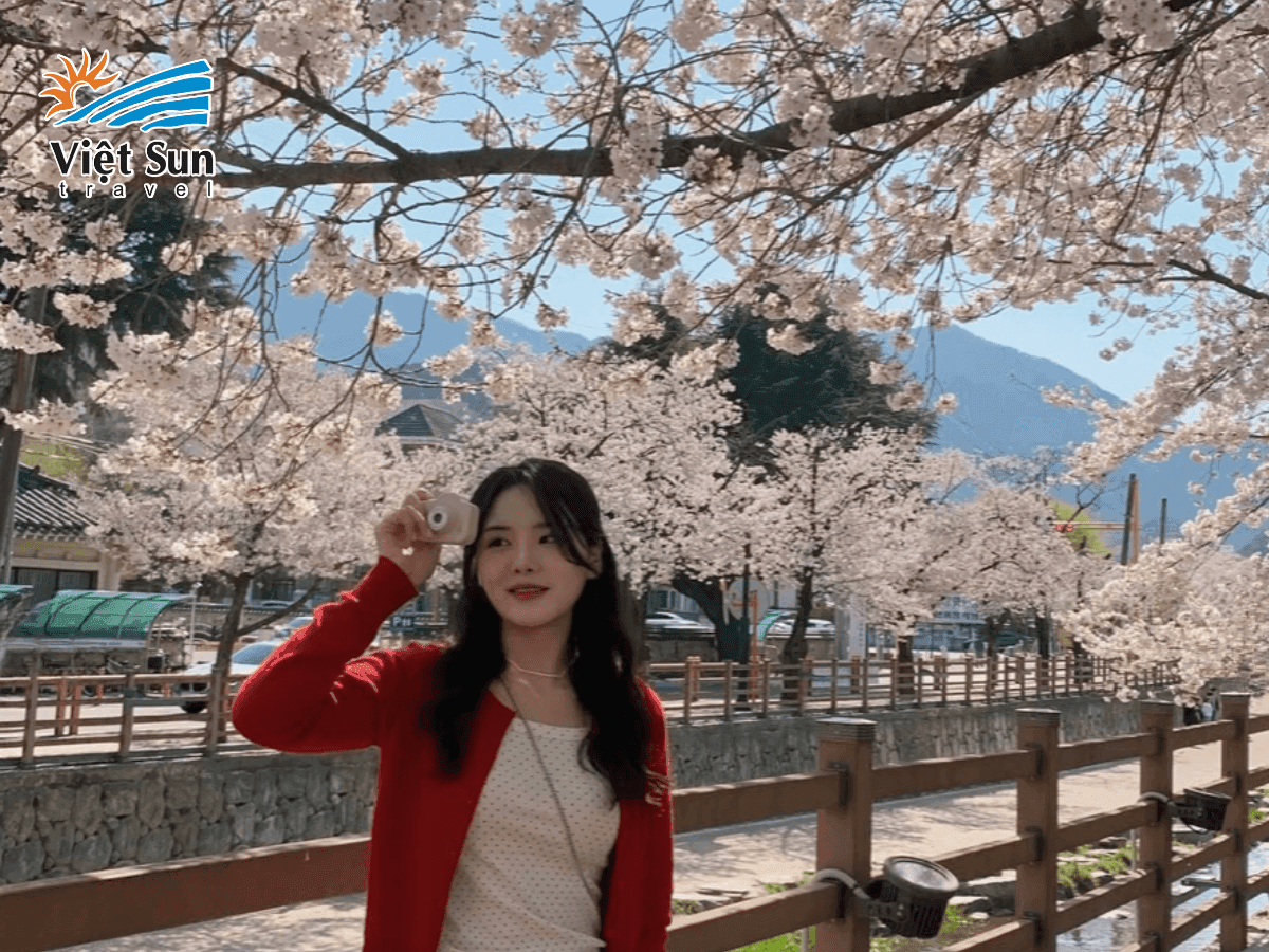 Hoa anh đào nở rộ tại công viên Yeouido vào tháng 4