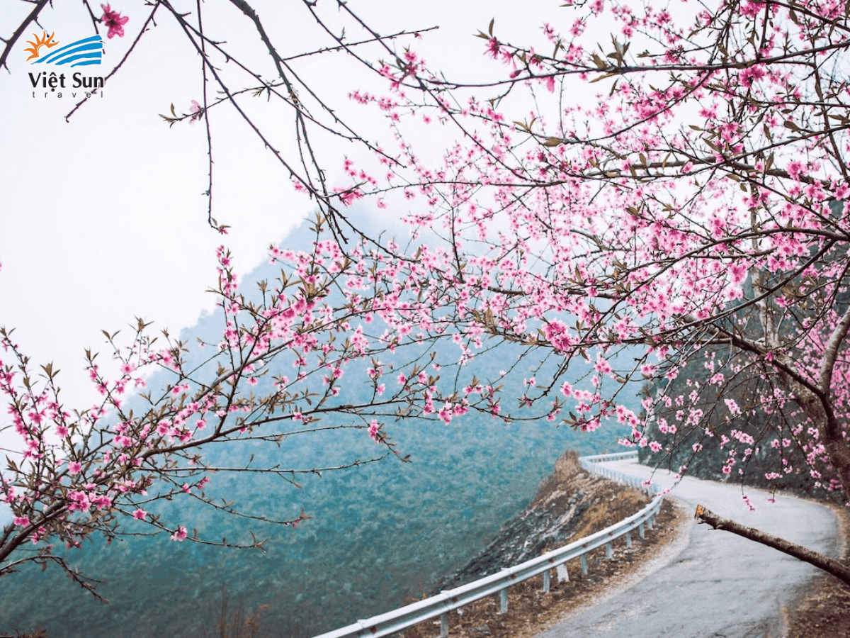 Hoa đào nở rộ khắp núi rừng Hà Giang tháng 3