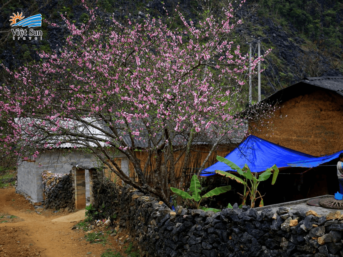 Hoa đào nở rực rỡ giữa những mái nhà cổ kính trong phố cổ Đồng Văn