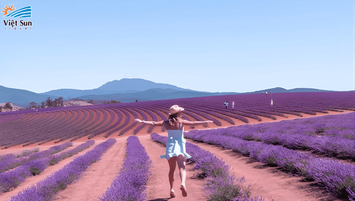 Hoa oải hương tại trang trại Bridestowe Estate nổi tiếng nhất Tasmania.Viet Sun Travel