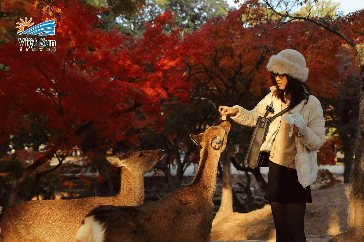 Hươu Sika – linh vật đáng yêu tại công viên Nara.