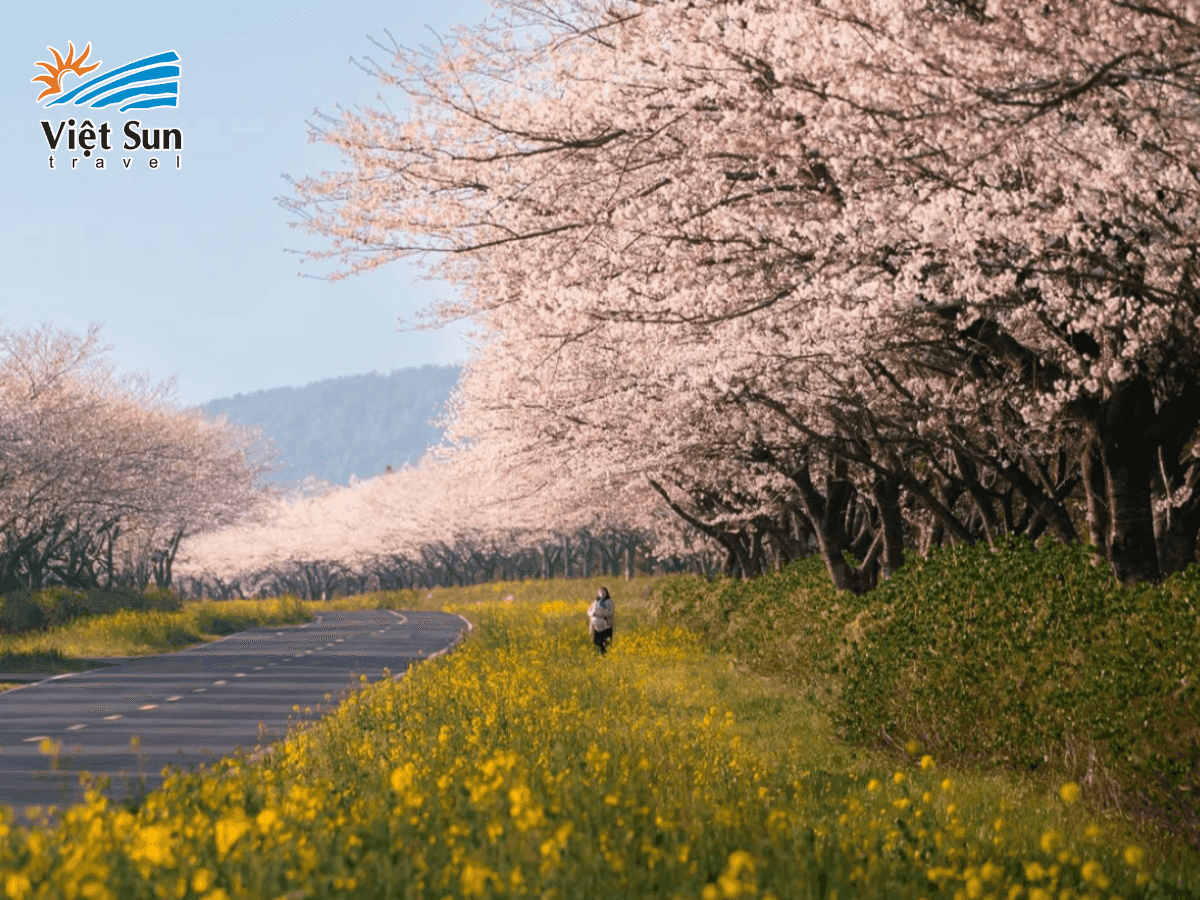 Jeju hoa anh đào King Cherry nở rộ tuyệt đẹp