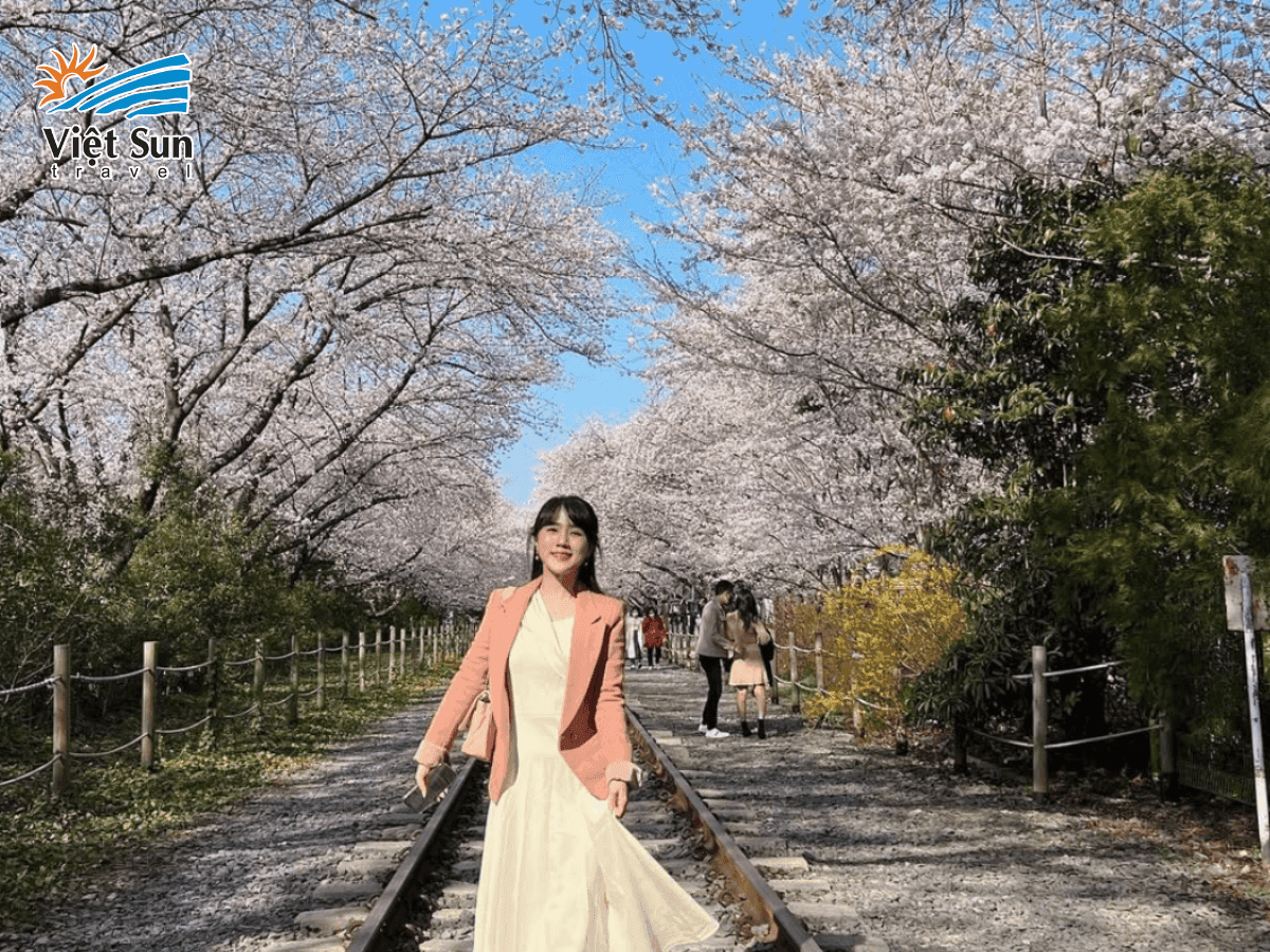 Jinhae hoa anh đào – biển hoa lãng mạn tại lễ hội lớn nhất