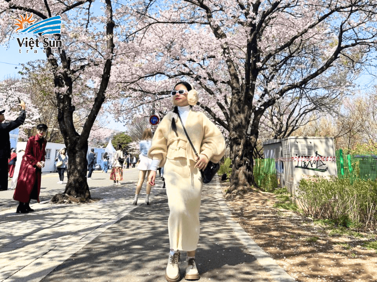 Khách Viet Sun Travel check in mùa hoa anh đào tại Hàn Quốc