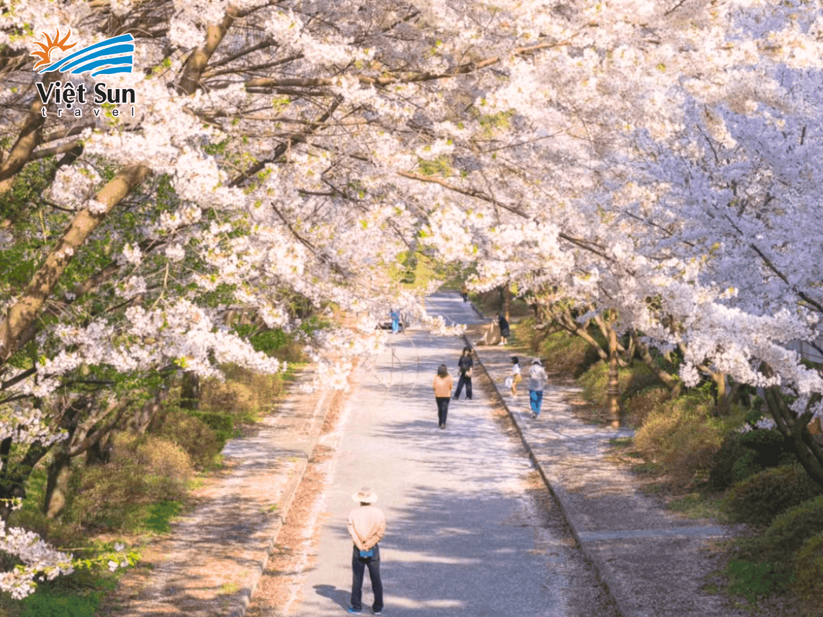 Khám phá du lịch Hàn Quốc mùa xuân với mùa hoa anh đào Hàn Quốc lãng mạn