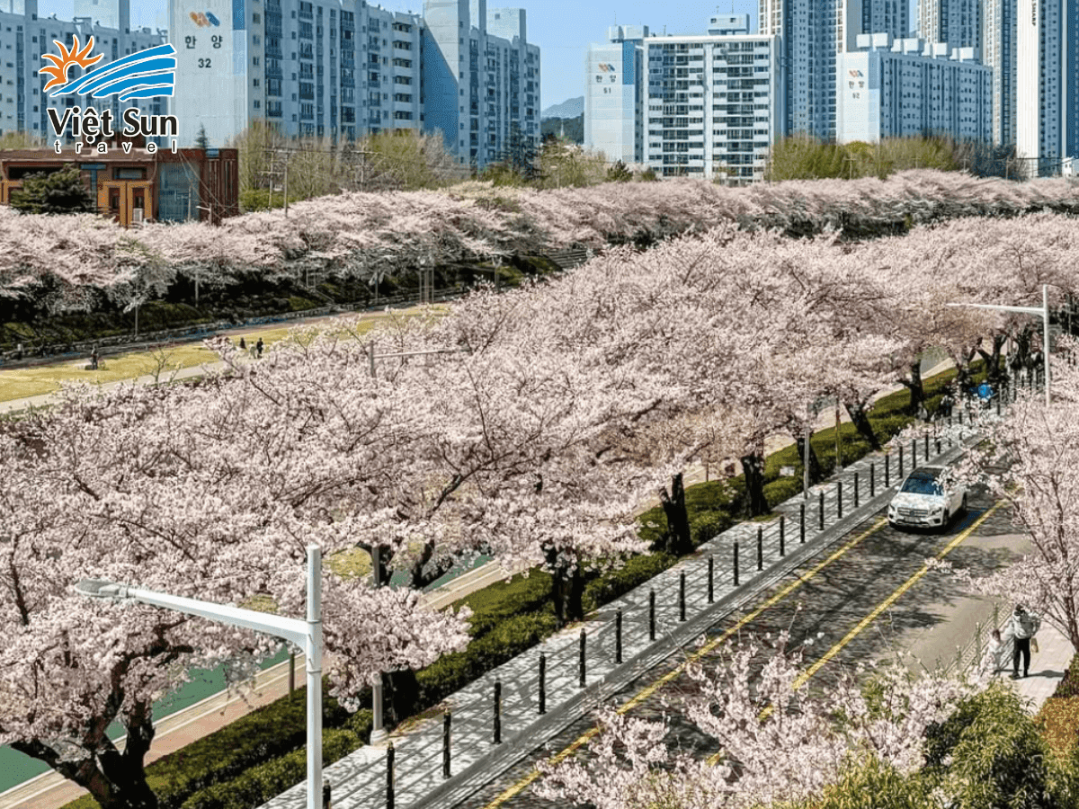 Khám phá lễ hội hoa anh đào ở Busan và Daegu, hoặc trên đảo Jeju với những loài hoa anh đào Hàn Quốc độc đáo