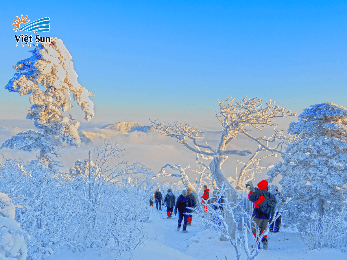 Lễ hội hoa tuyết Taebaek – trải nghiệm mùa đông rực rỡ tại Gangwon