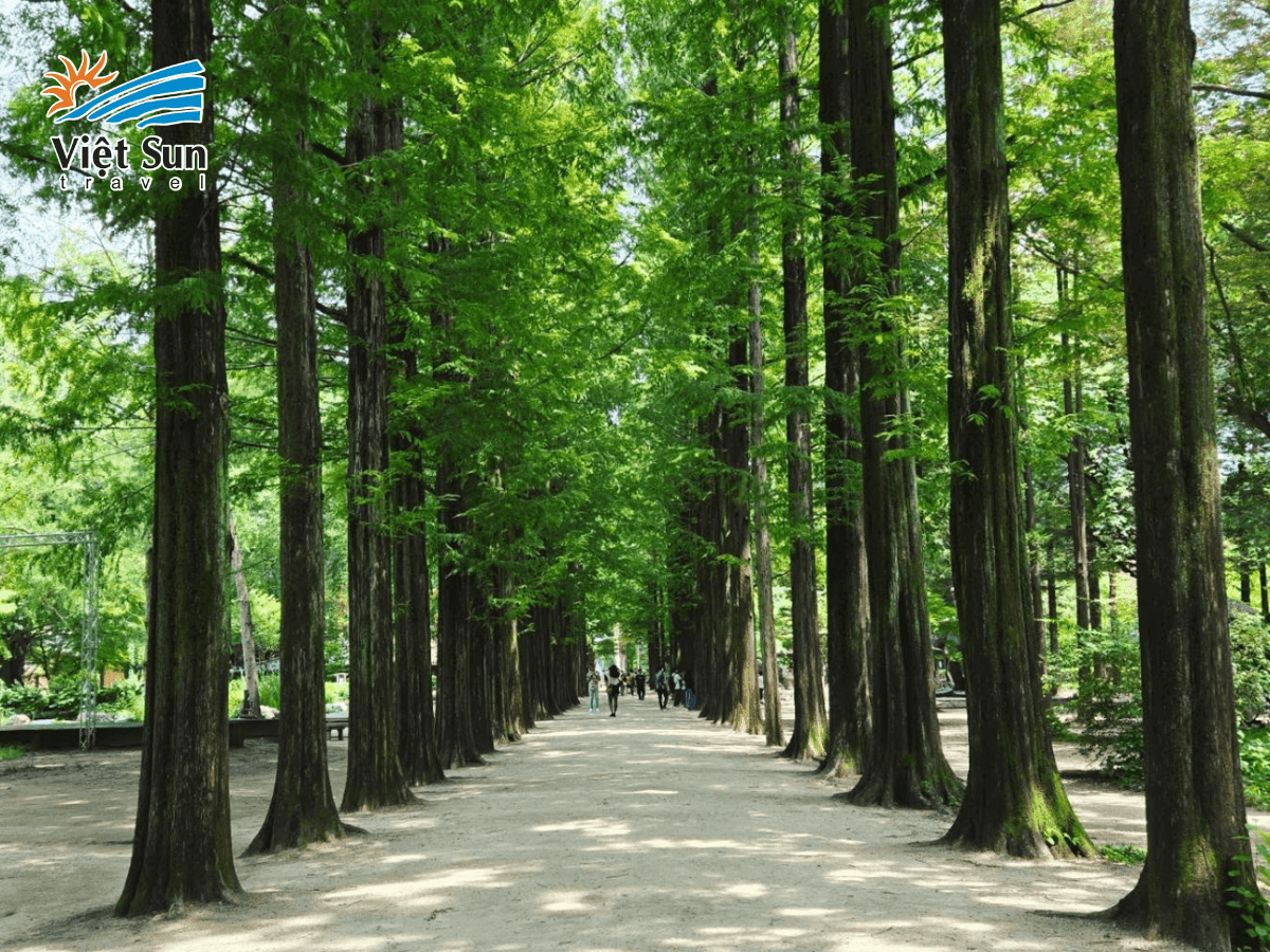 Lối đi rợp bóng cây Metasequoia với lá vàng rực rỡ, tạo nên khung cảnh lãng mạn