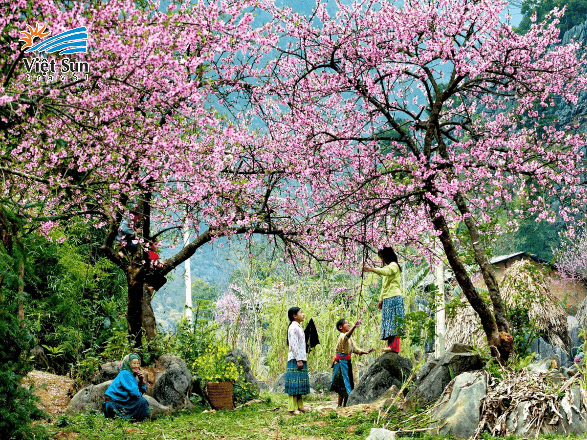 Miền núi Tây Bắc rực rỡ sắc hoa vào mùa xuân