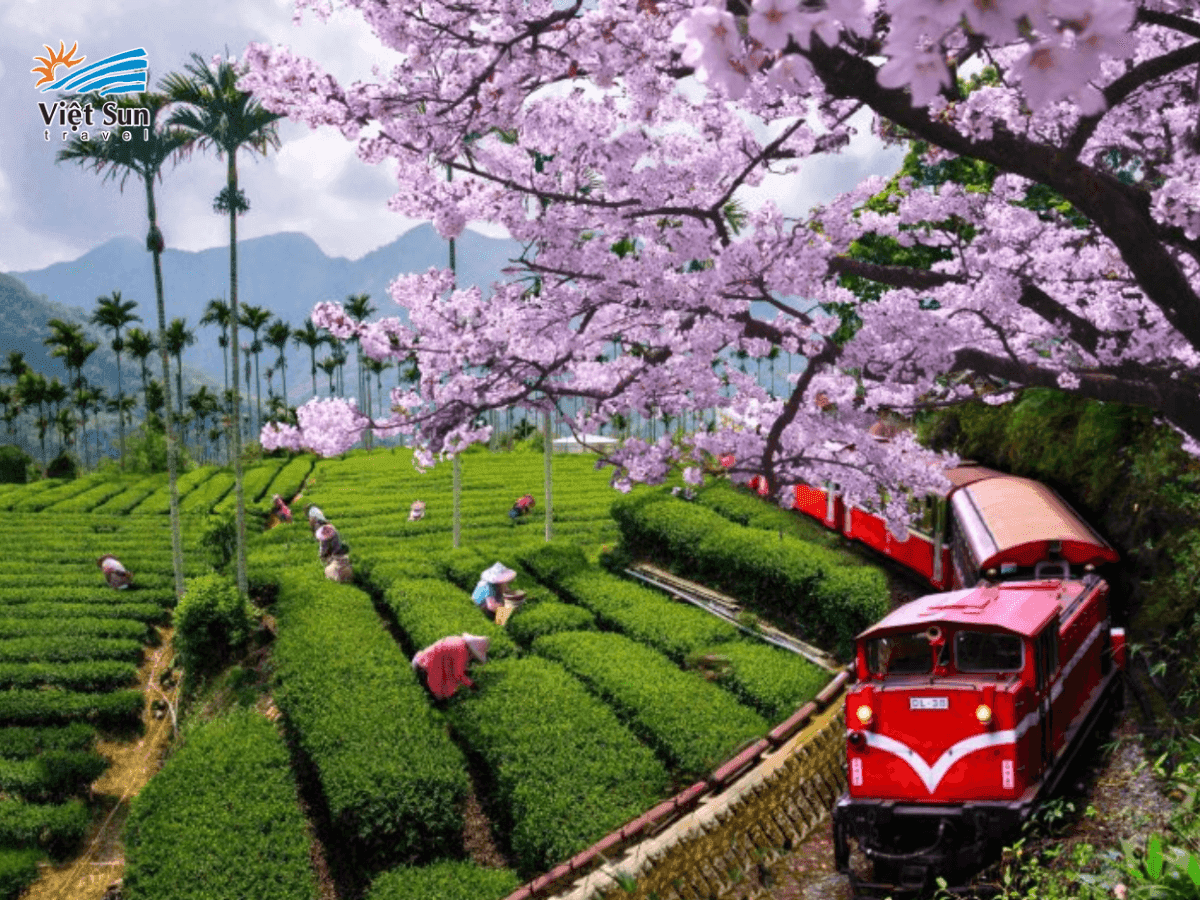 Một sáng sớm ở Alishan trong veo và tĩnh lặng