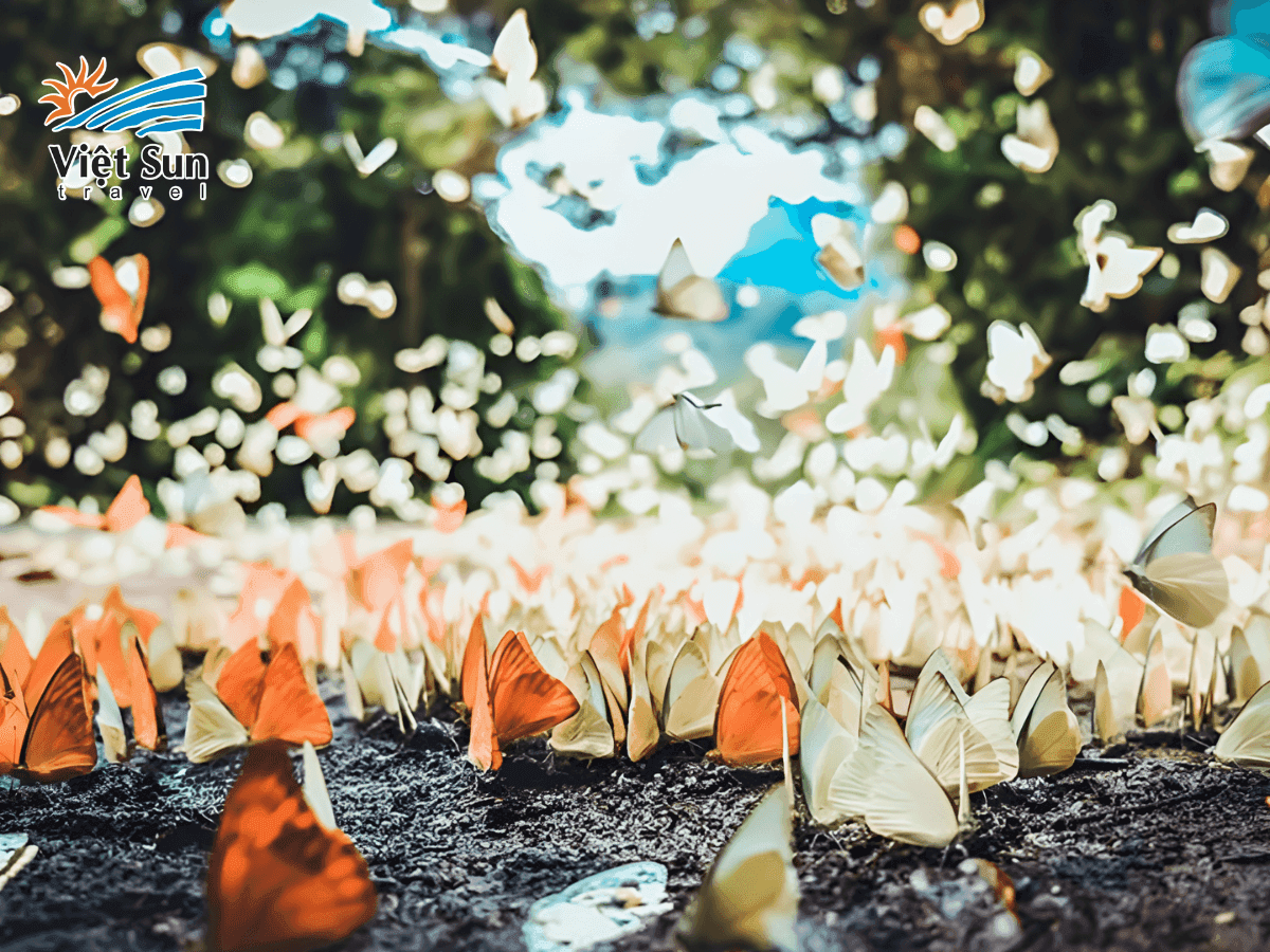 Mùa bướm trắng rợp trời tại vườn quốc gia Cúc Phương