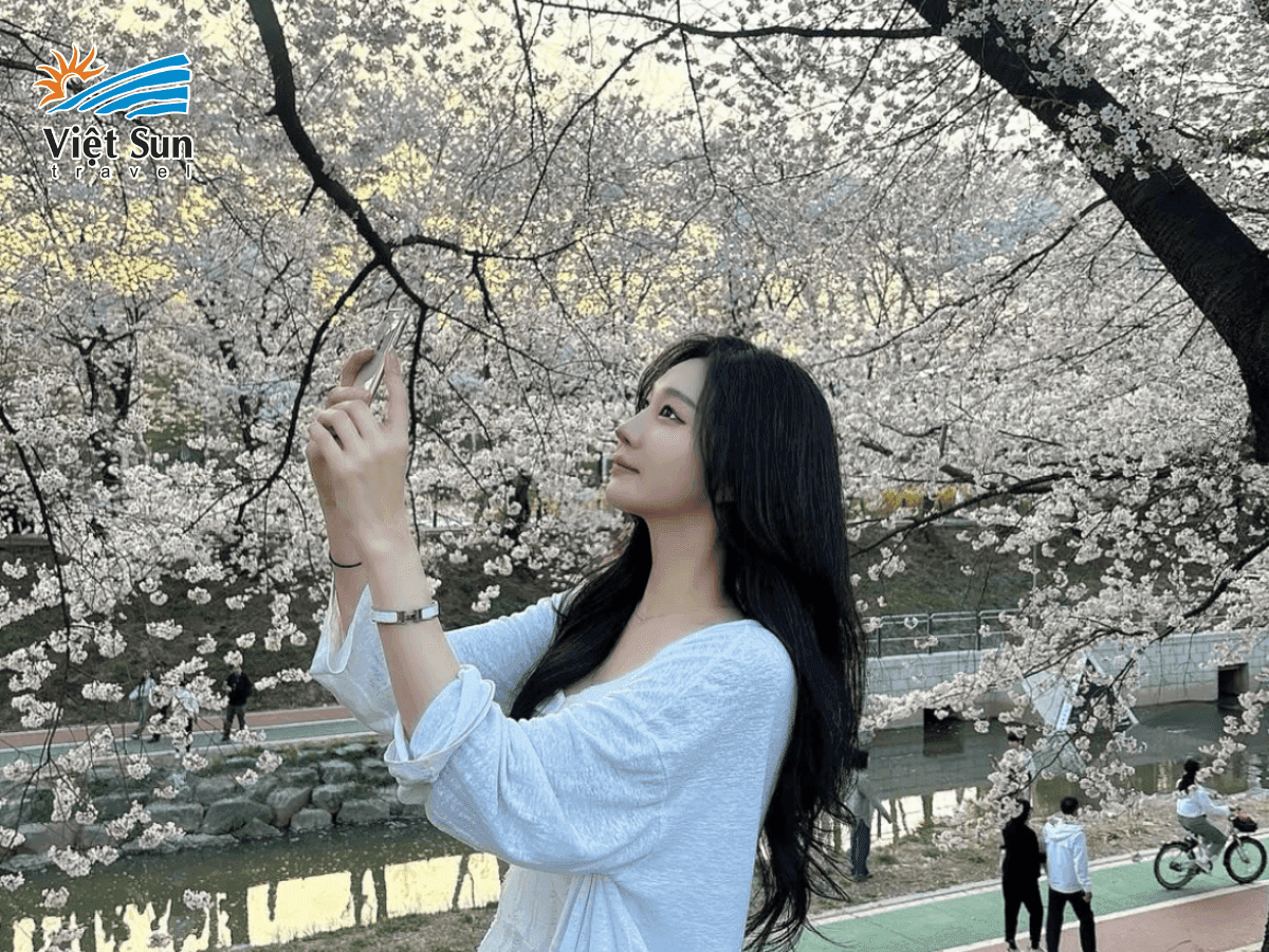 Mùa xuân Hàn Quốc - Thời điểm đẹp nhất với hoa anh đào nở rộ