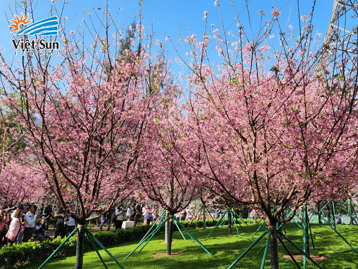 Hồng Kông mùa xuân – dịu dàng sắc hồng anh đào