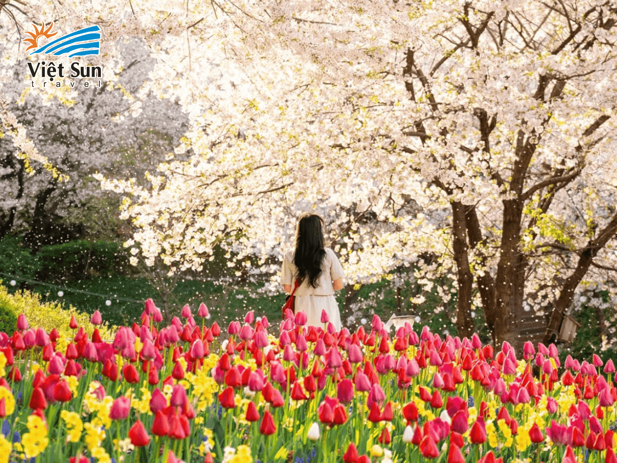 Mùa xuân, hoa Tulip rực rỡ khoe sắc tại Hàn Quốc