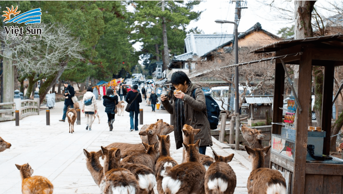 Nara Park Nhật Bản Viet Sun