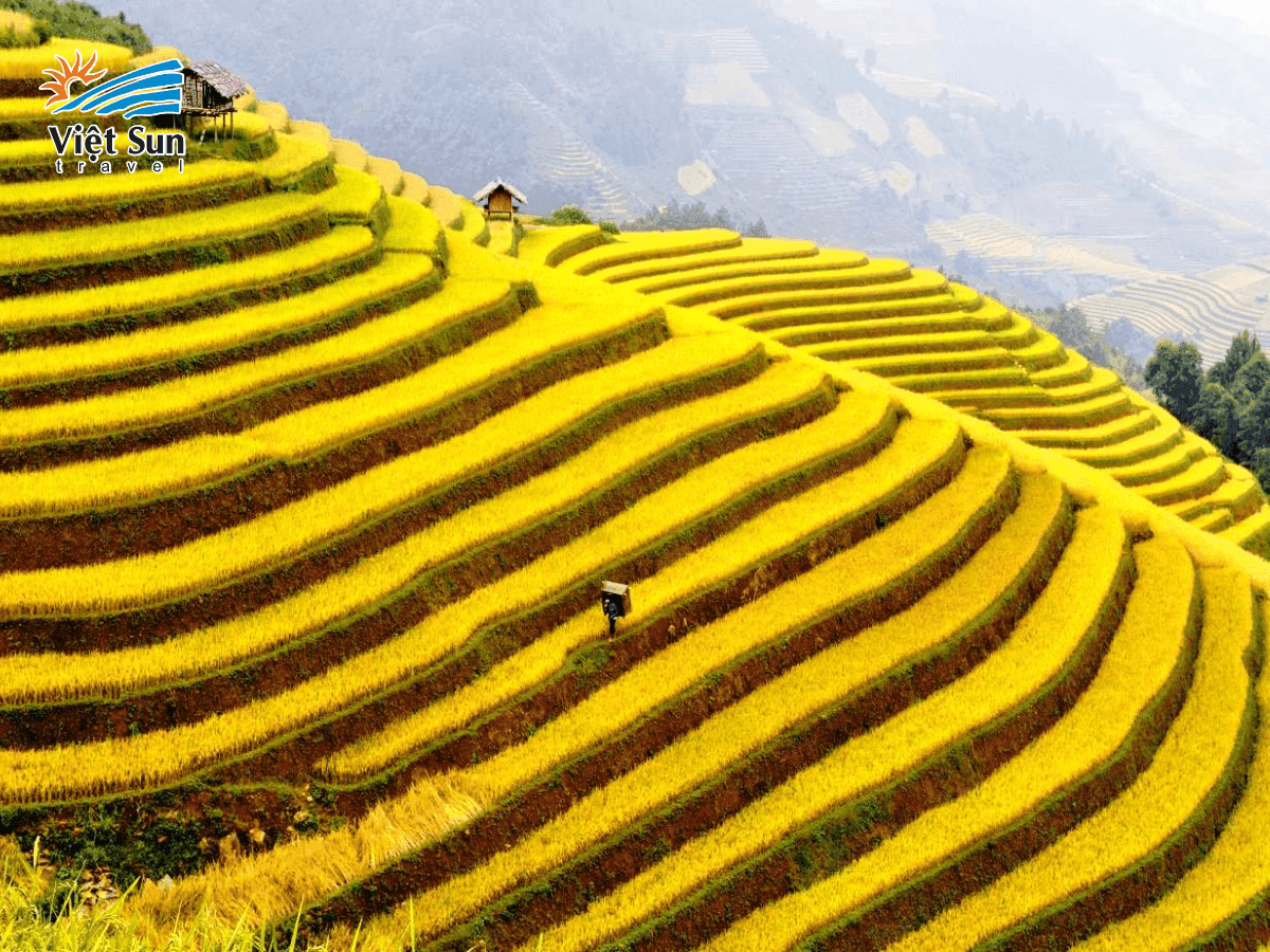 Những thửa ruộng bậc thang vàng óng ánh vào mùa lúa chín