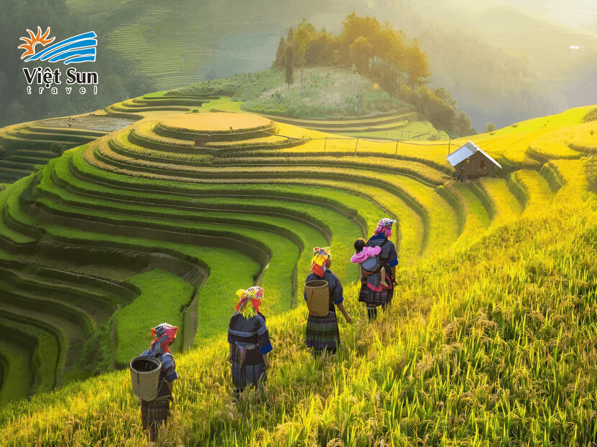 Những thửa ruộng bậc thang vàng óng bên sườn núi tại Sapa mùa lúa chín