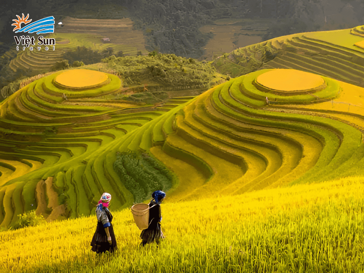 Những thửa ruộng bậc thang vàng óng vào mùa lúa chín