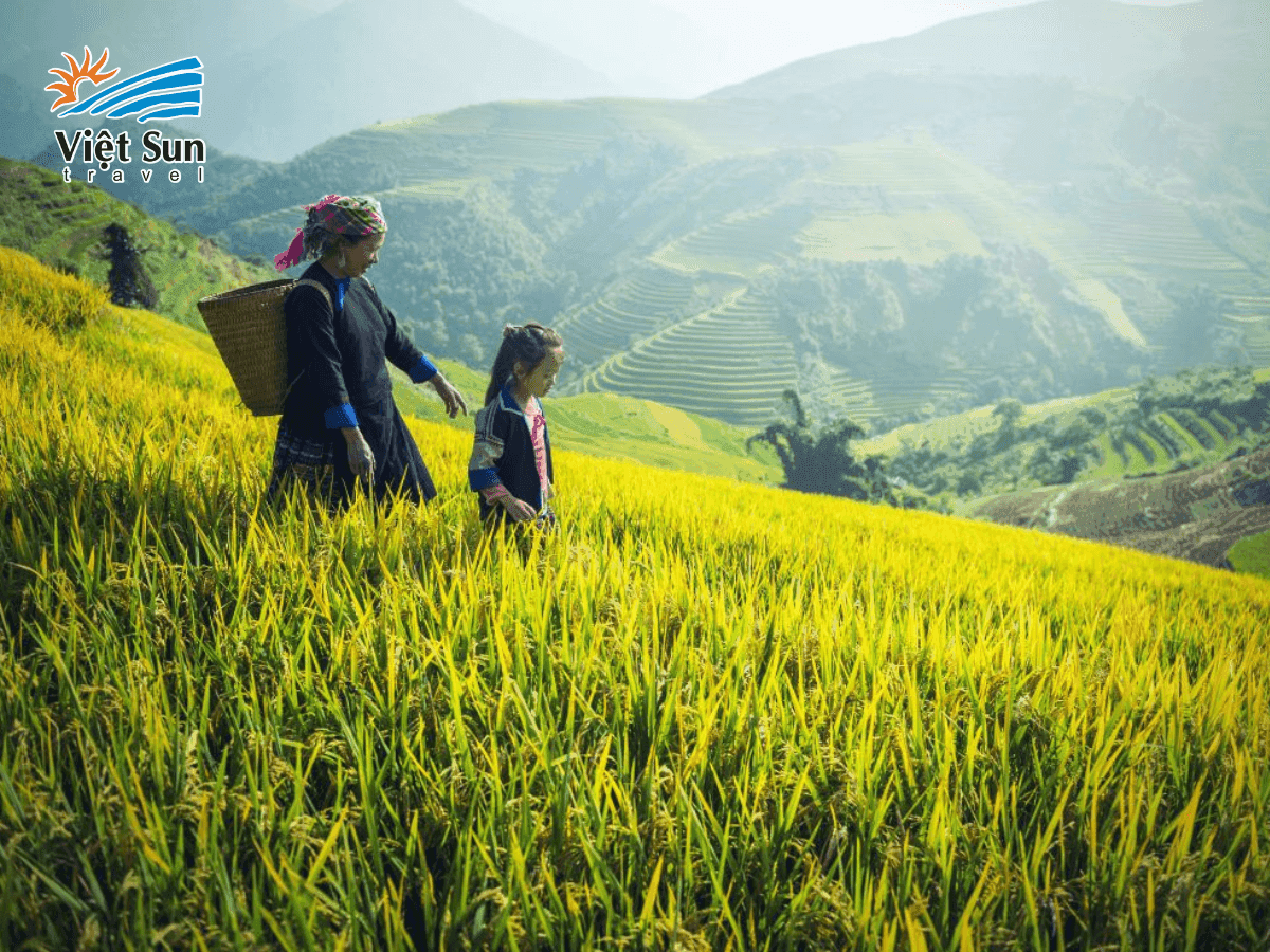Phong cảnh ruộng bậc thang mùa lúa chín tại Quý Châu