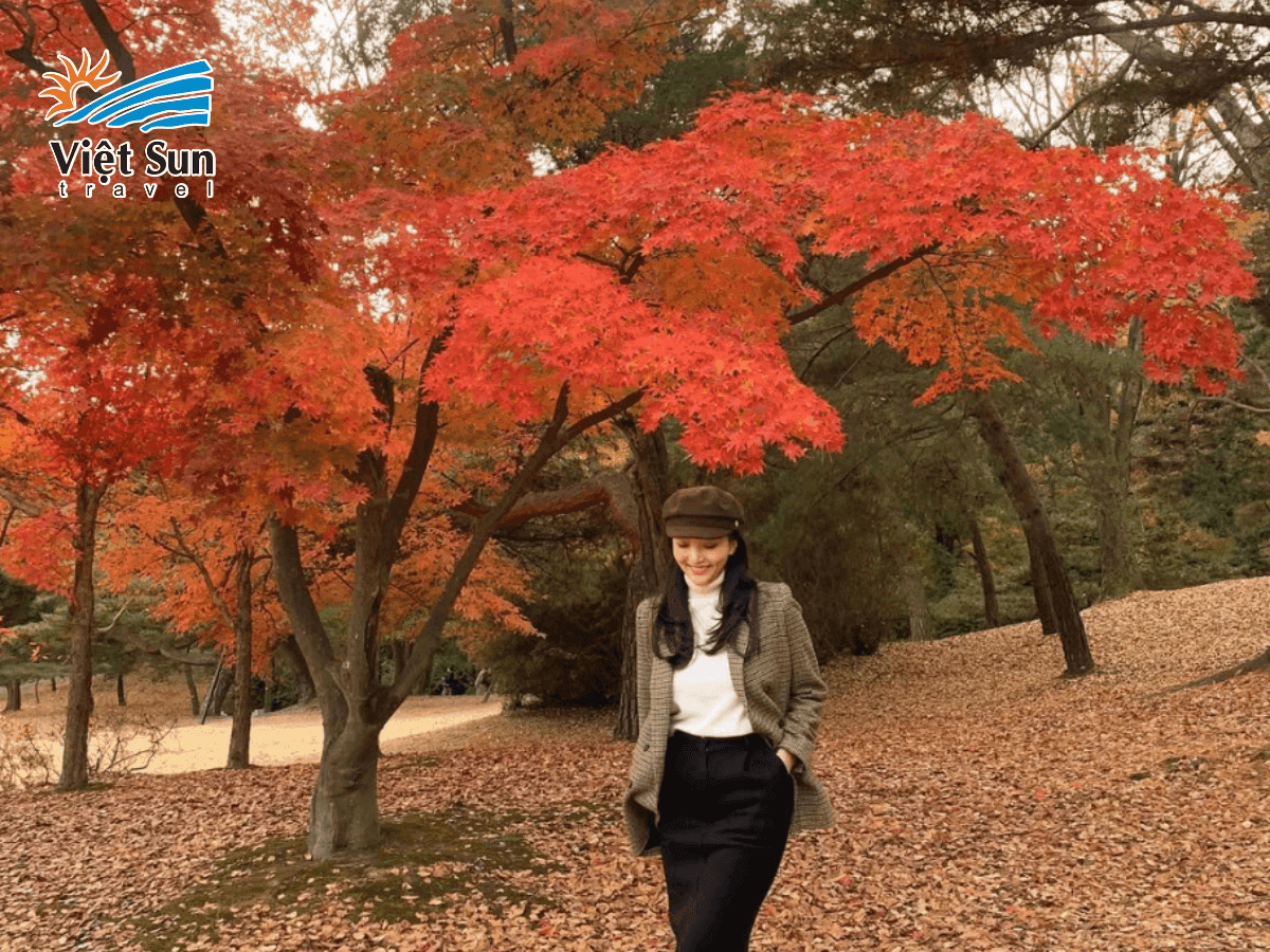 Rừng phong đỏ rực tại đường Hyeonchungsa vào mùa thu