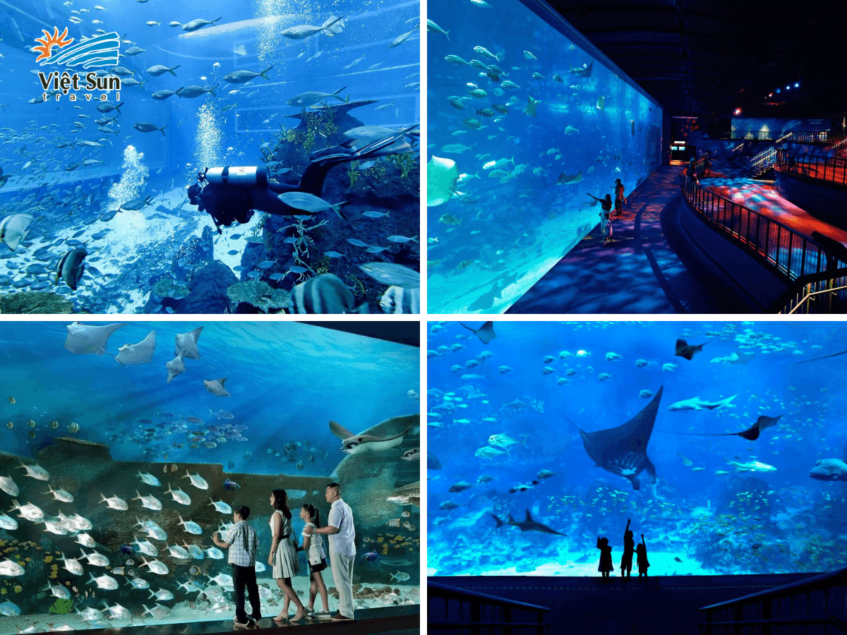 SEA Aquarium-một trong những bể cá lớn nhất thế giới.png