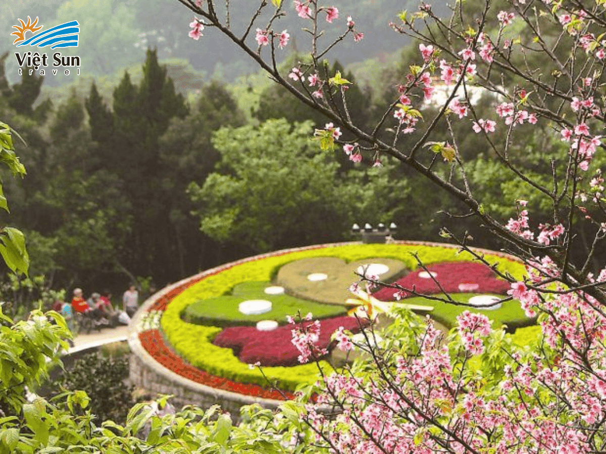 Sắc hoa anh đào khoe sắc rực rỡ tại Dương Minh Sơn