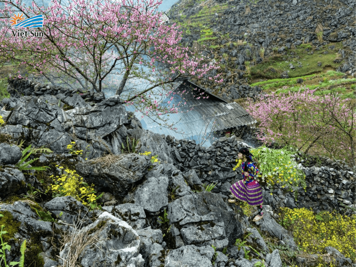 Sắc hồng của hoa đào tô điểm giữa bạt ngàn đá xám tại cao nguyên đá Đồng Văn