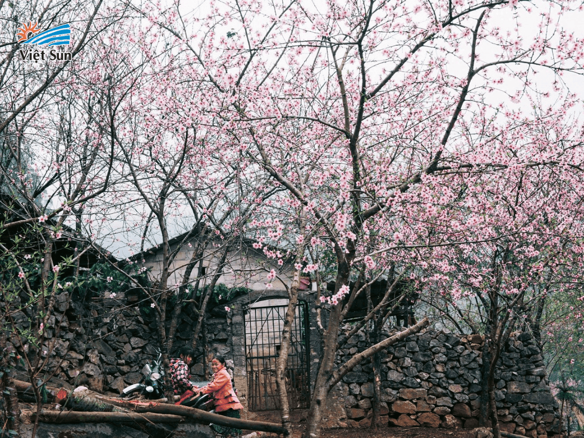 Sắc hồng rực rỡ trên khắp các bản làng ở Hà Giang tháng 3