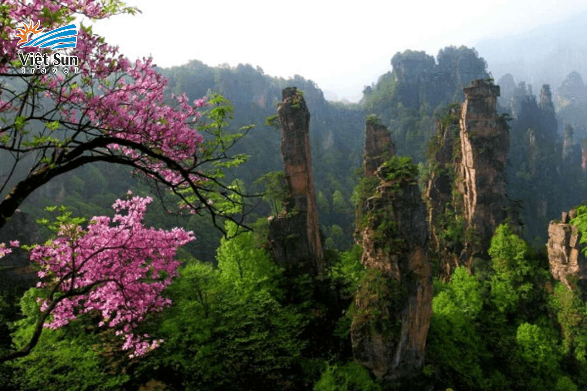 Sắc xuân dịu nhẹ tại Trương Gia Giới với rừng cây xanh mướt và mây mù lãng đãng