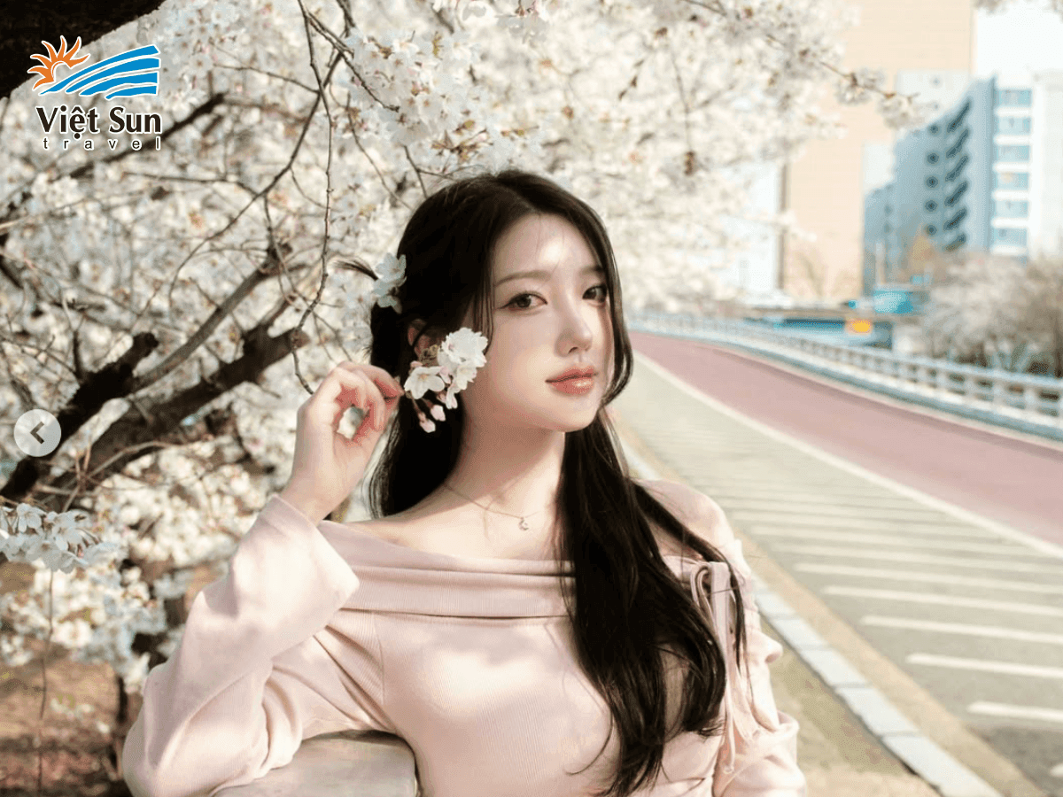 Seoul ngập tràn sắc hoa anh đào tại Công viên Yeouido
