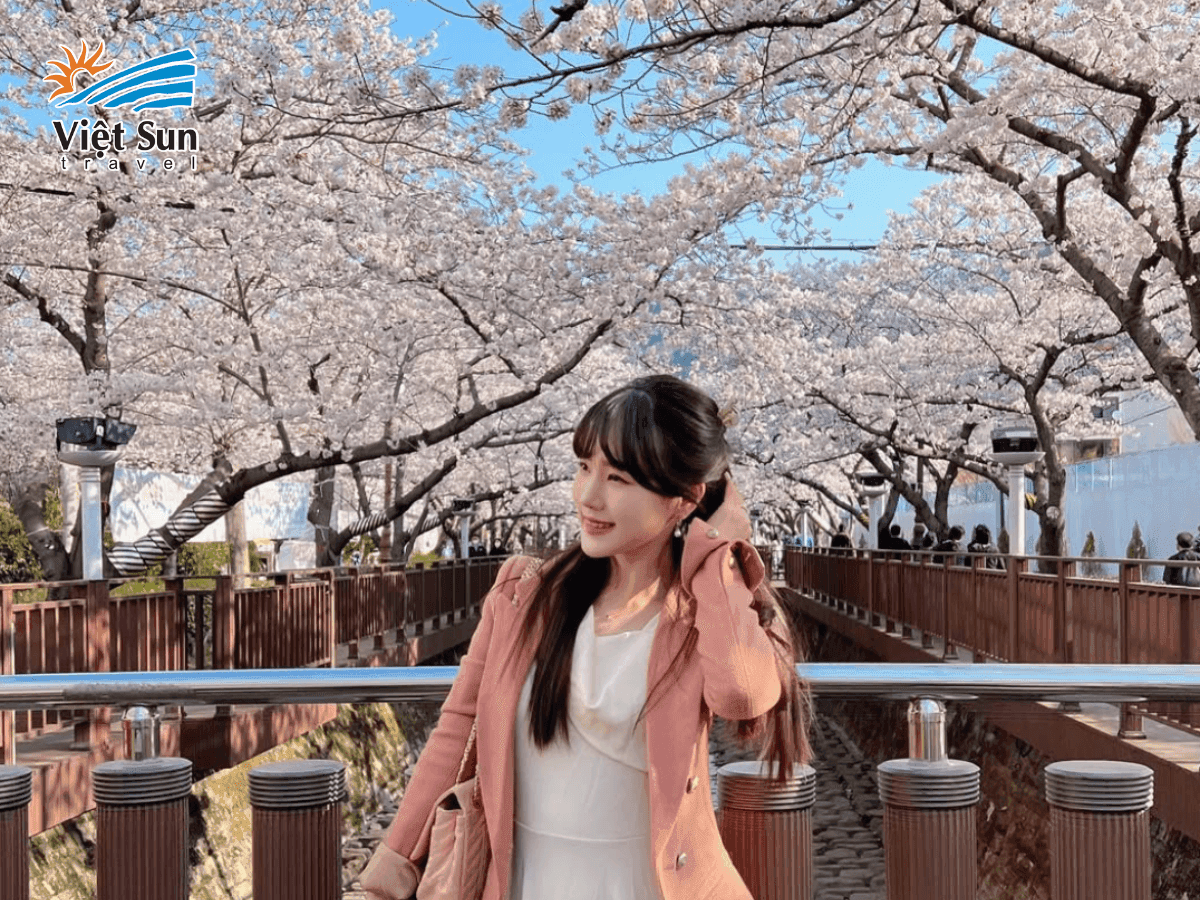 Suối Yeojwacheon Jinhae - con đường hoa anh đào huyền ảo và lãng mạn nhất trong lễ hội hoa anh đào