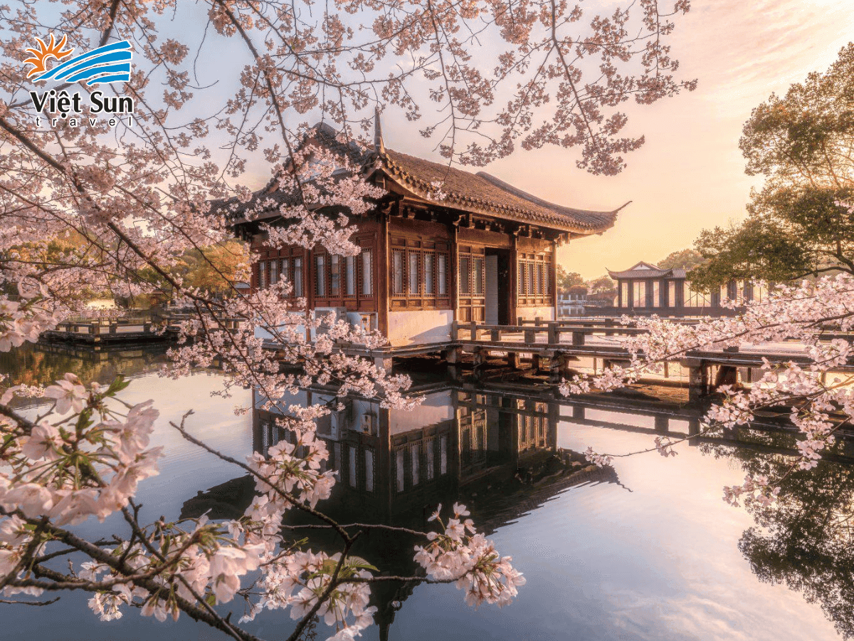 Tây Hồ mùa xuân rực rỡ với sắc hoa đào nở rộ khắp lối đi ven hồ.png