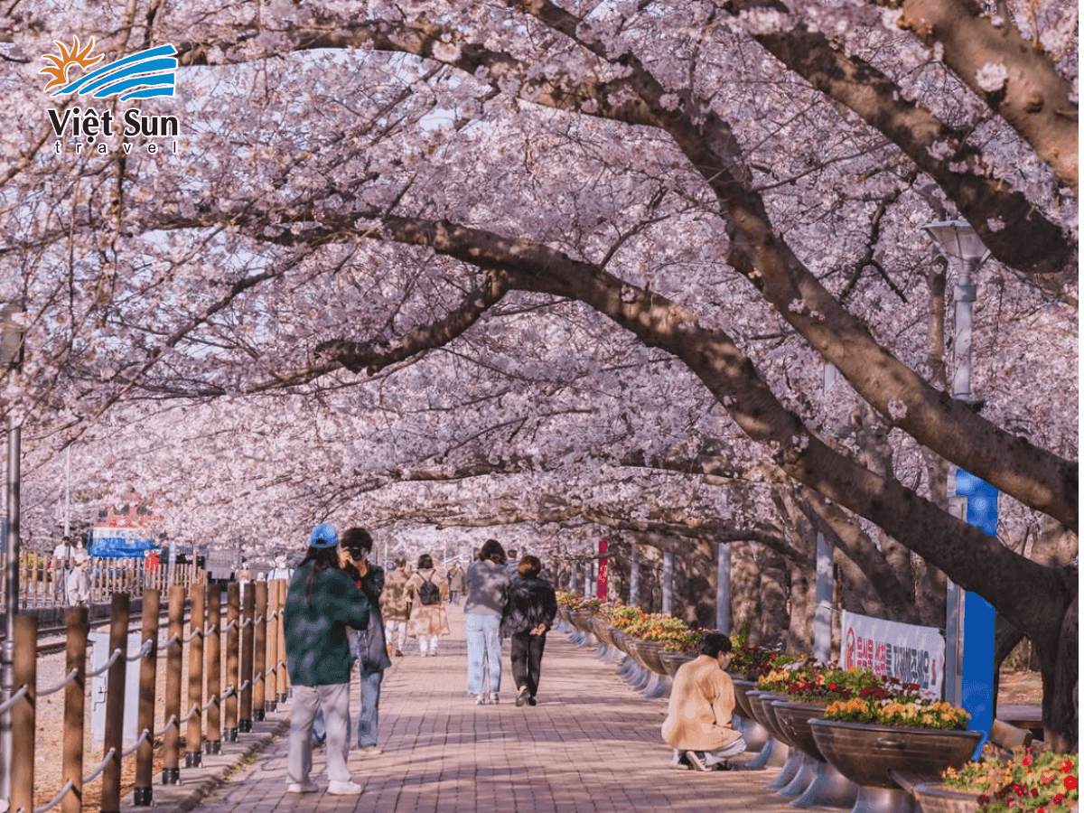 Tham gia lễ hội mùa xuân Hàn Quốc rực rỡ sắc màu của hoa anh đào và hoa cải