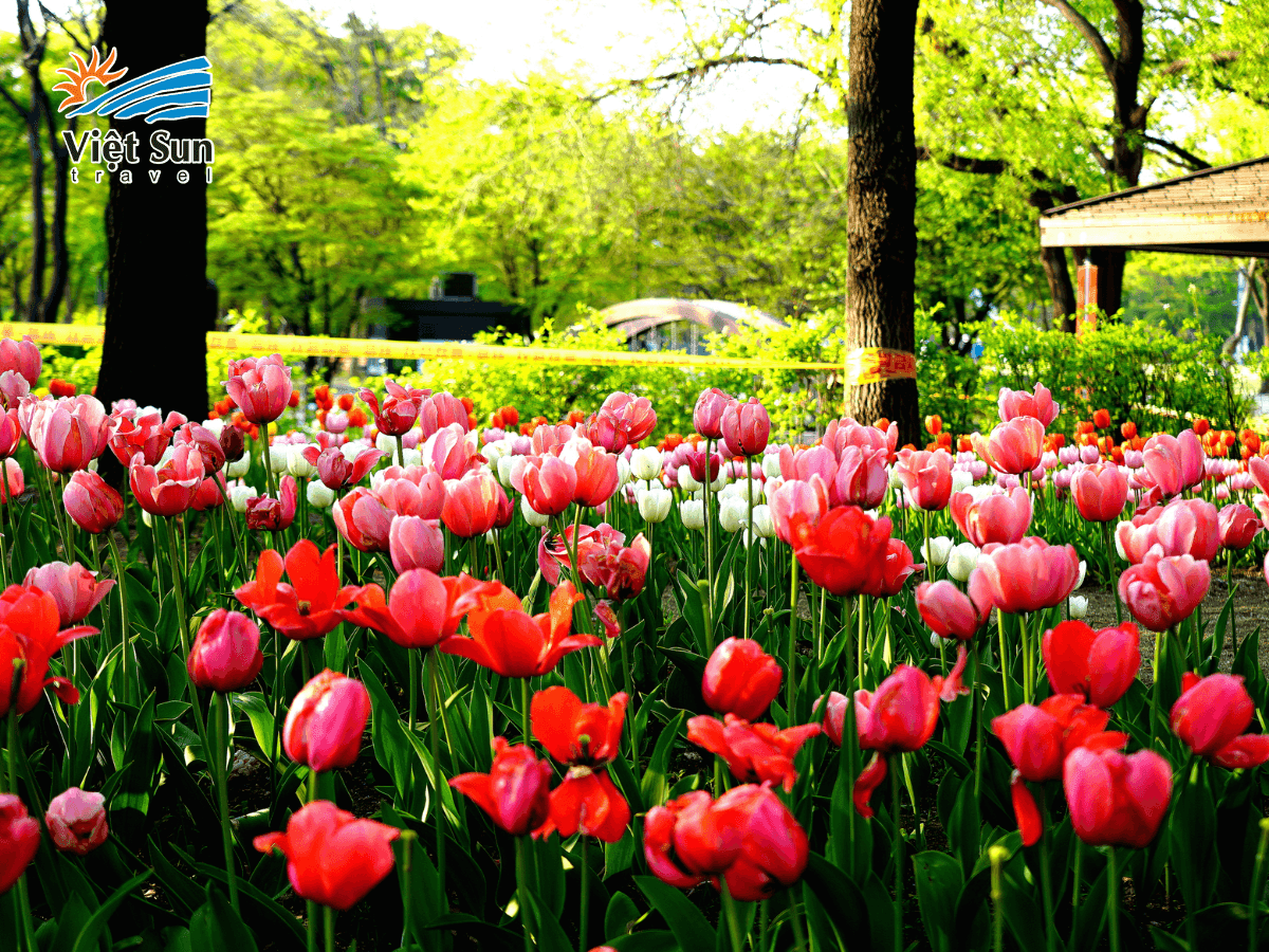 Thời điểm hoa tulip nở rộ rực rỡ tại Seoul Forest vào giữa tháng 4