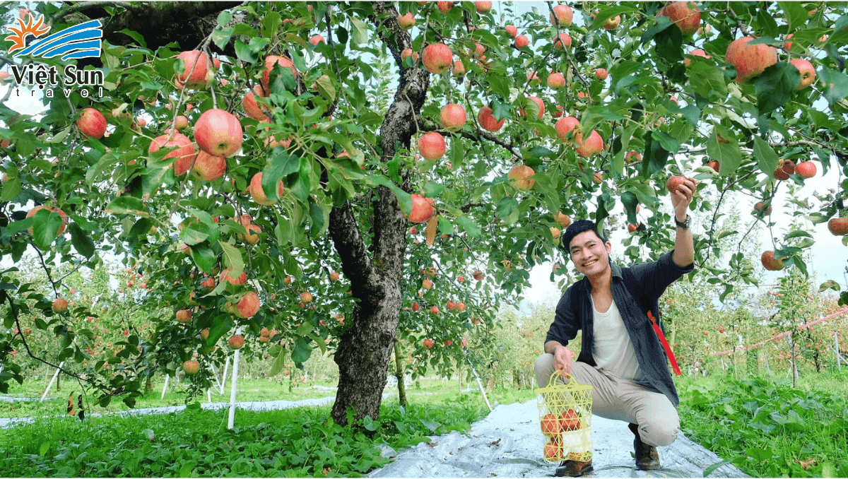 Thưởng thức trái cây tươi tại khu vườn trái cây Nhật Bản Viet Sun
