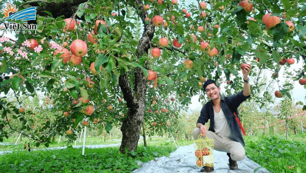 Thưởng thức trái cây tươi tại khu vườn trái cây tour Nhật Bản