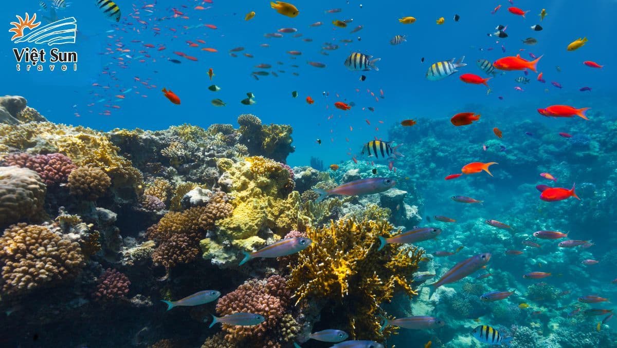 Trải nghiệm tại đảo Coral Tour Thái Lan Viet Sun Travel