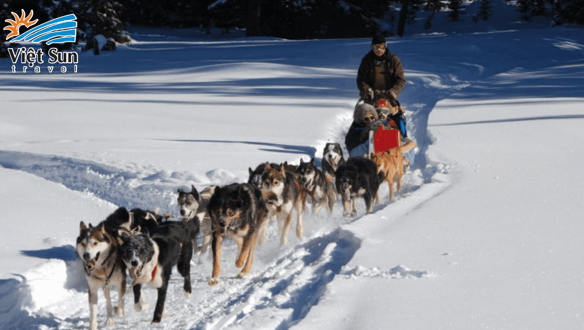 Trải nghiệm xe trượt chó kéo.Viet Sun Travel