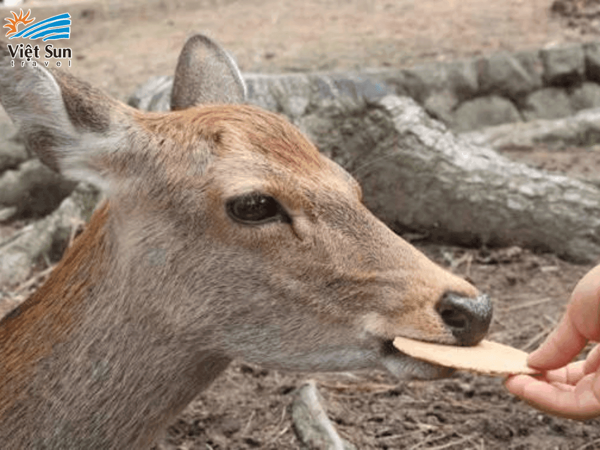 feeding.png