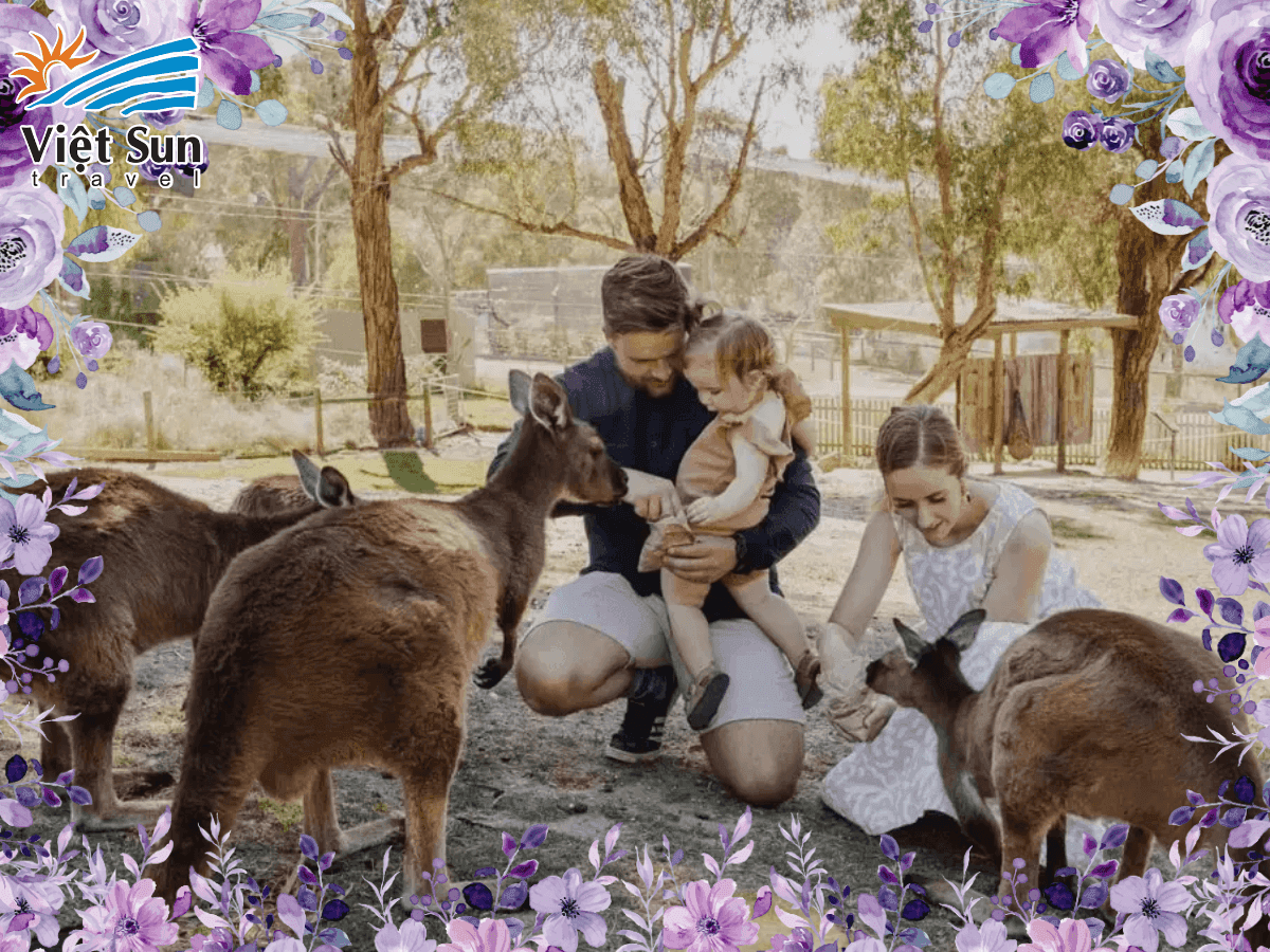 tour úc tham quan sở thú wildlife Park